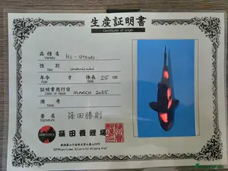 Koi Carp fish High quality Japanese koi gosport - Advert 1