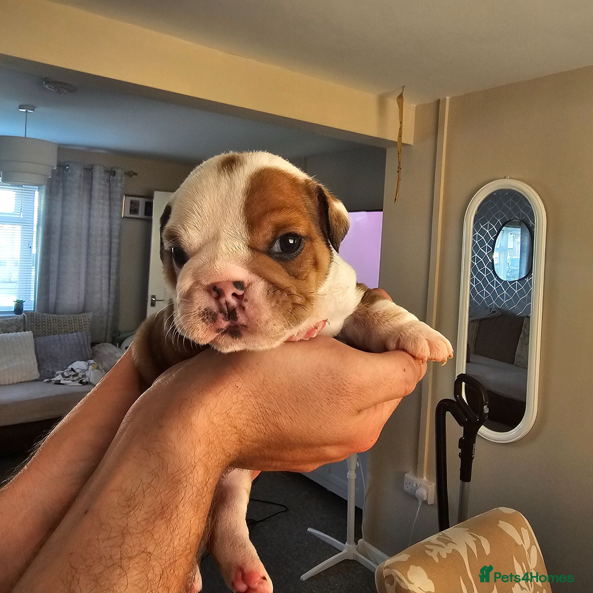 English Bulldog dogs British bulldog pups - Advert 4