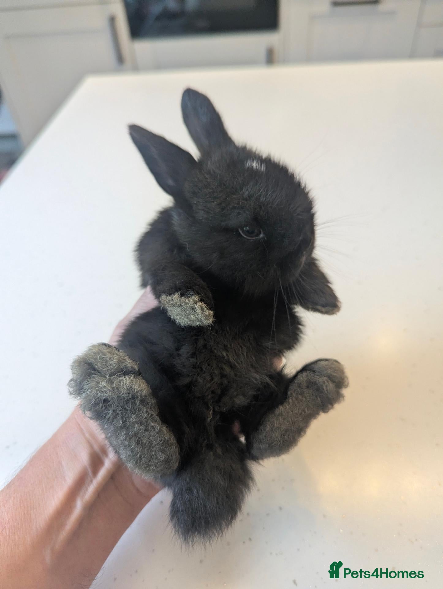 Mini Lop rabbits One very friendly girl looking for a loving home - Advert 12