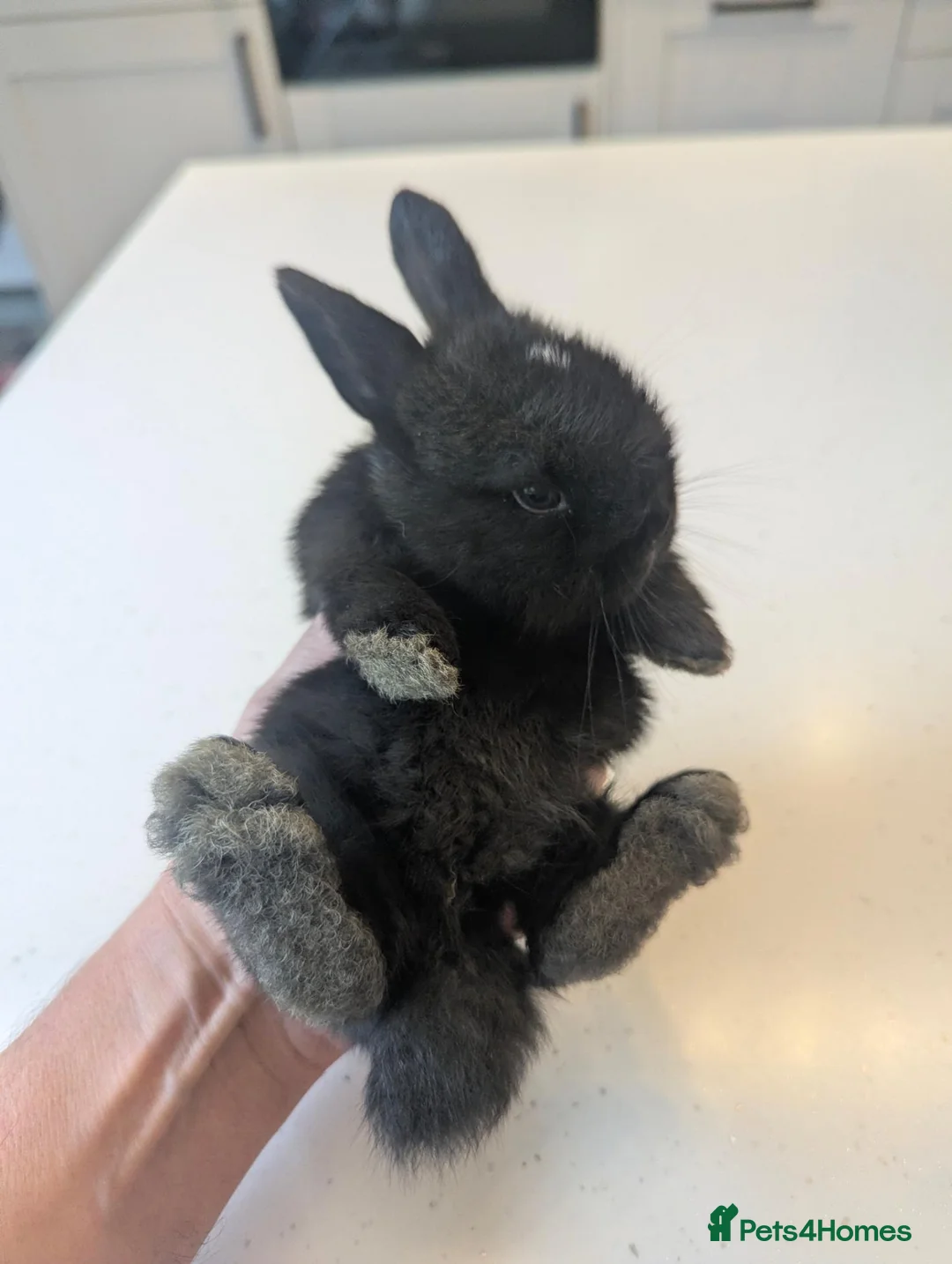 Mini Lop rabbits for sale: One very friendly girl looking for a loving home - Advert 1