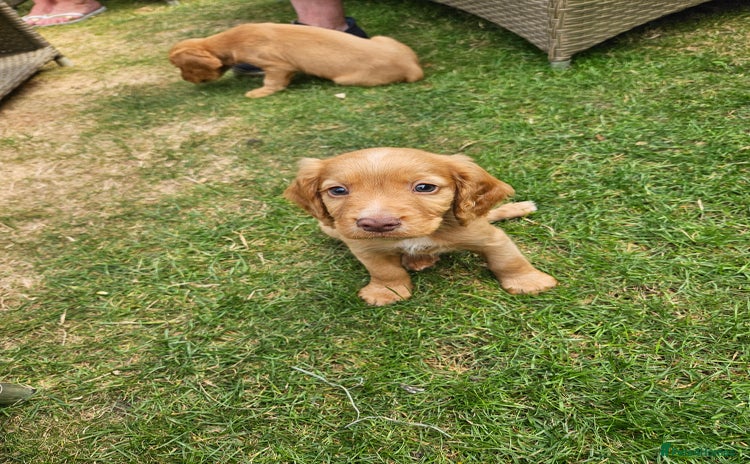 Cocker Spaniel dogs - Advert 3