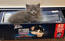 Oriental cats for sale: 5 STUNNING RAGAMESE/SIAMESE KITTENS - Image 12