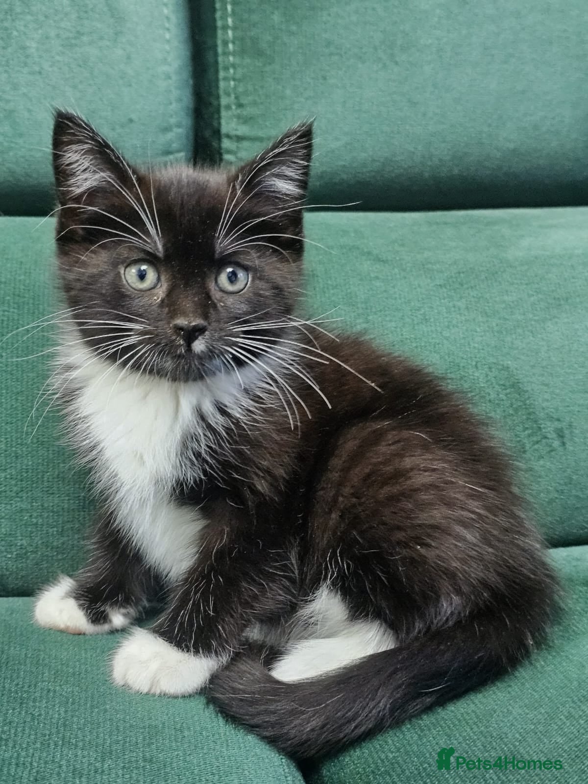 Mixed Breed cats (2 left girls) Kittens ready to new home  - Advert 15