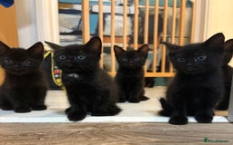 Mixed Breed cats for sale: 6 black kittens - Image 1
