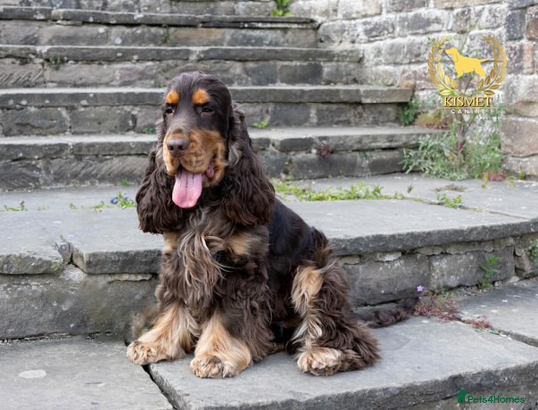 Cocker Spaniel dogs for sale: True To Type Show Cocker Spaniels - Advert 5