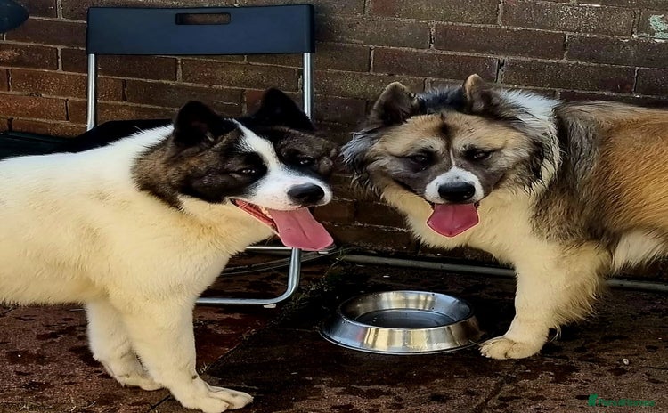 Akita dogs in Sunderland - Advert 4