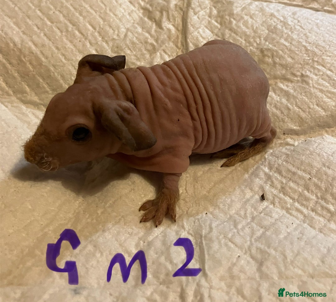 Guinea Pig rodents for sale: Well handled skinny pigs.  - Advert 28