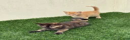 Mixed Breed cats for sale: 2 beautiful kittens looking for their forever home - Advert 16