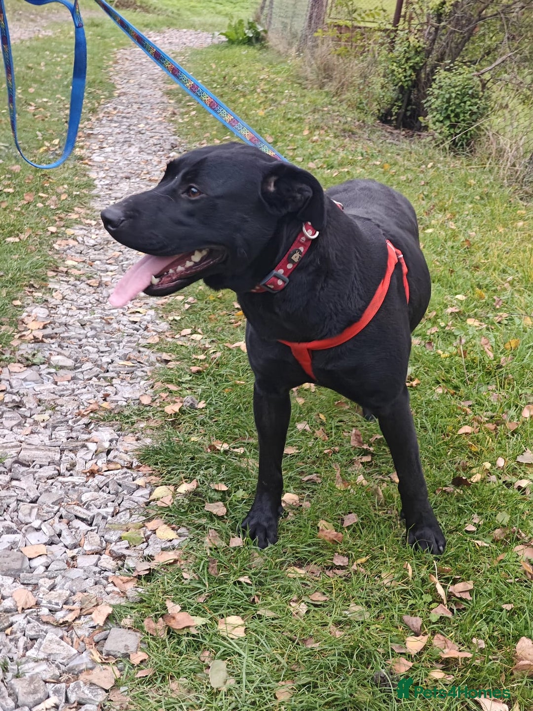 Mixed Breed dogs for adoption: ❤️NICOL❤️- Kind and Joyful 2-3 yo Labrador girl - Advert 7