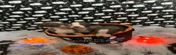 Whippet dogs for sale: Pedigree whippet puppies  in Crook - Advert 17