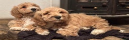 Australian Labradoodle dogs for sale: Australian Labradoodles for Sale - Advert 39