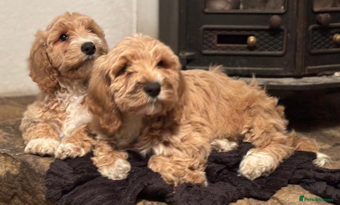 Australian Labradoodle dogs for sale: Australian Labradoodles for Sale - Advert 39