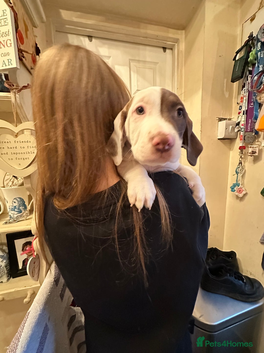 Mixed Breed dogs for sale: Surprise Litter - 5 puppies 2 girls 3 boys - Advert 3