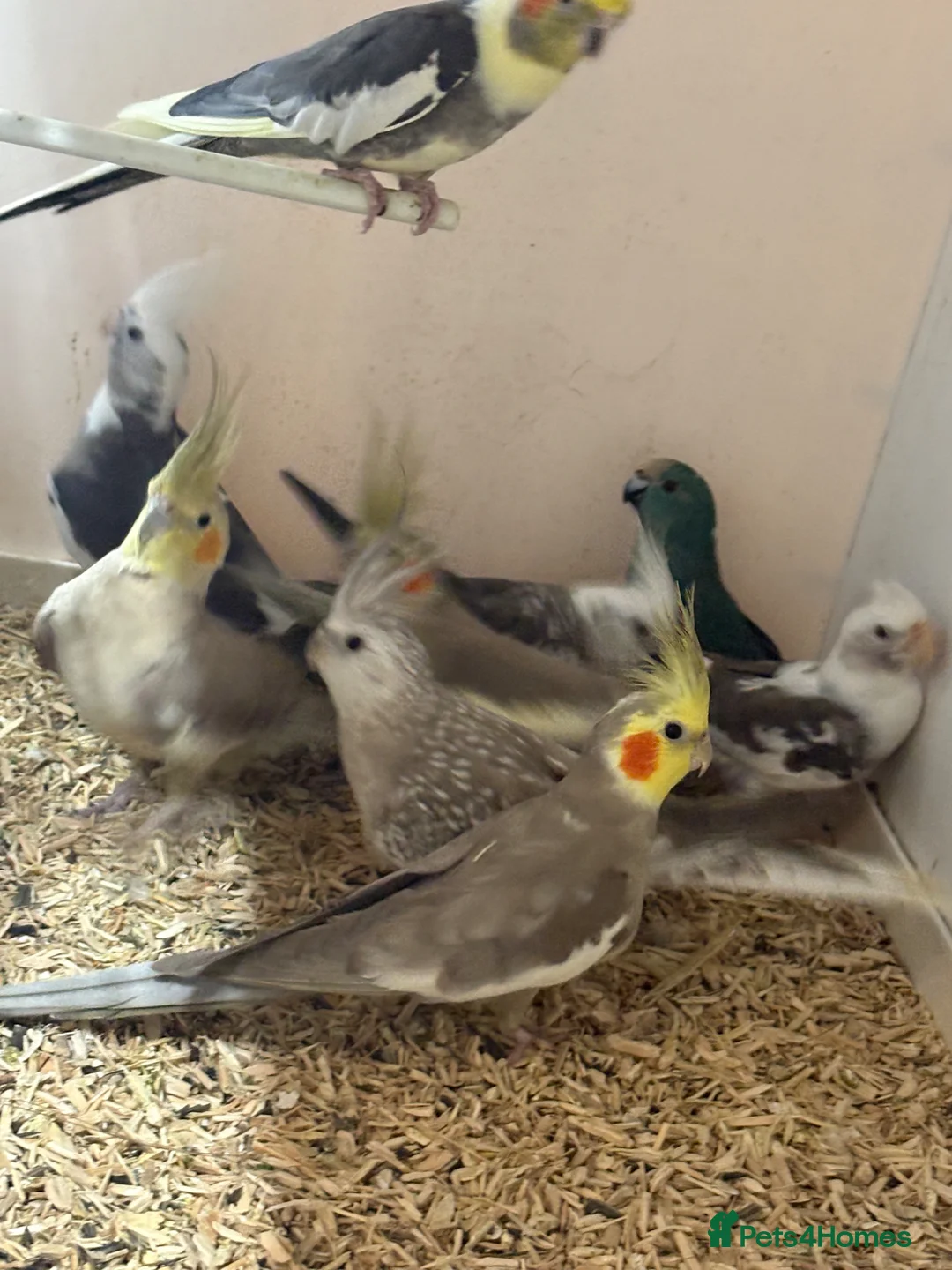 Cockatiels birds for sale: Stunning cockatiels  - Advert 2