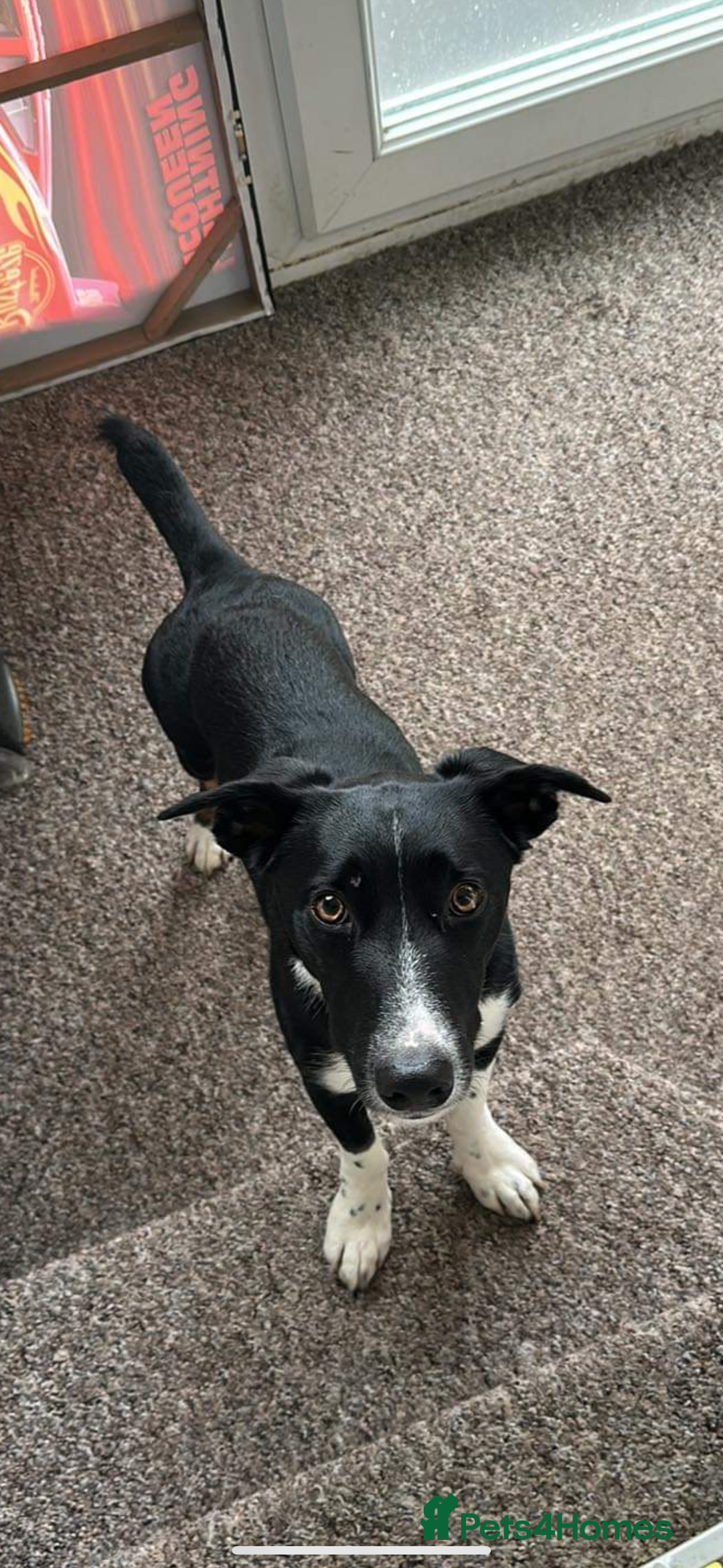 Mixed Breed dogs for sale: Buddy - Image 7