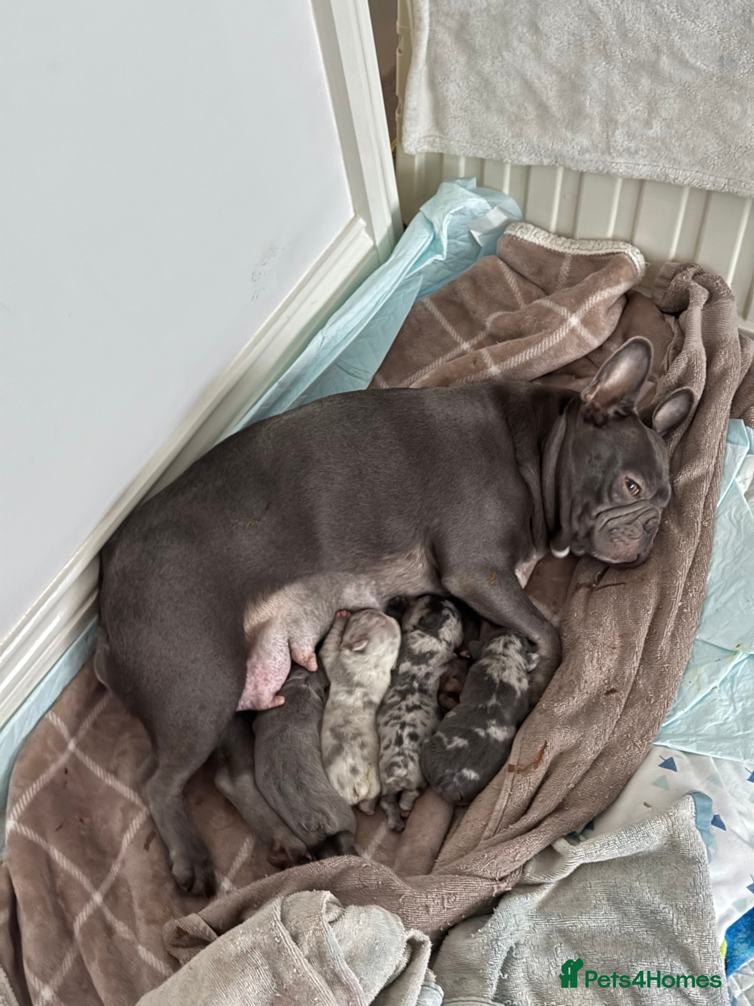 French Bulldog dogs Beautiful french bulldog puppies - Advert 6