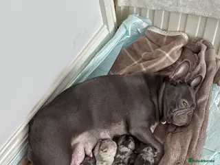 French Bulldog dogs Beautiful french bulldog puppies - Advert 6