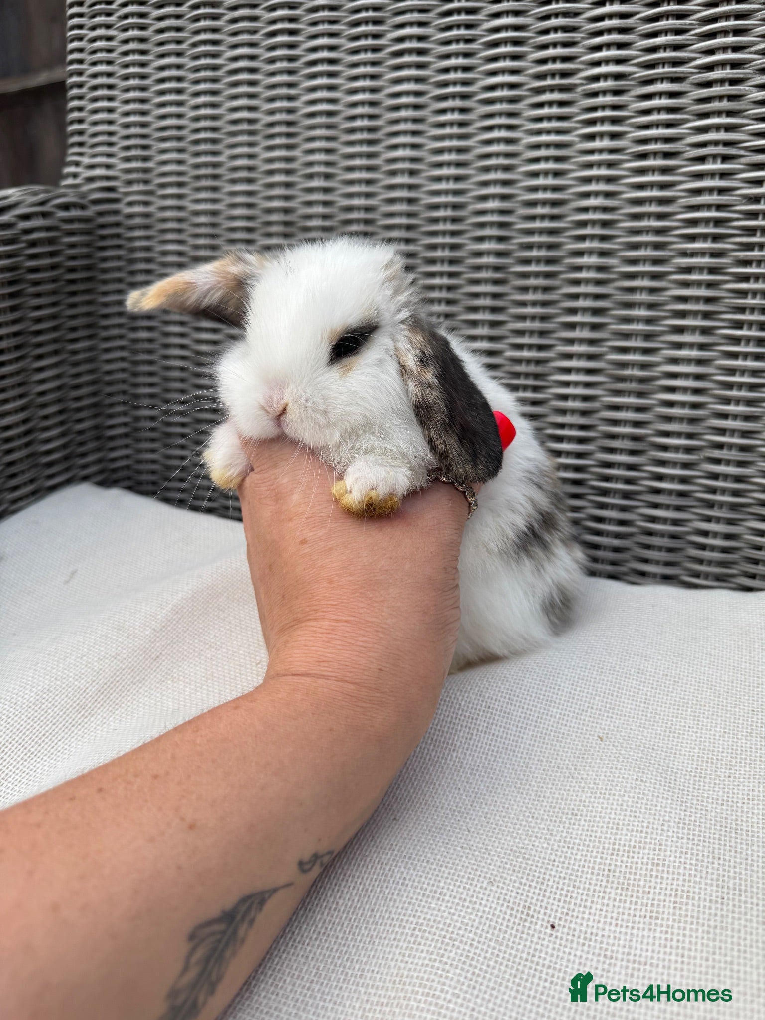 Mini Lop rabbits Mini lops  - Advert 6
