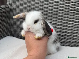 Mini Lop rabbits Mini lops - Advert 6