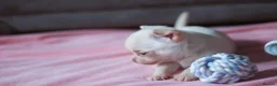 Chihuahua dogs for sale: Kc Registered Small cream/white chihuahua girl  - Advert 6
