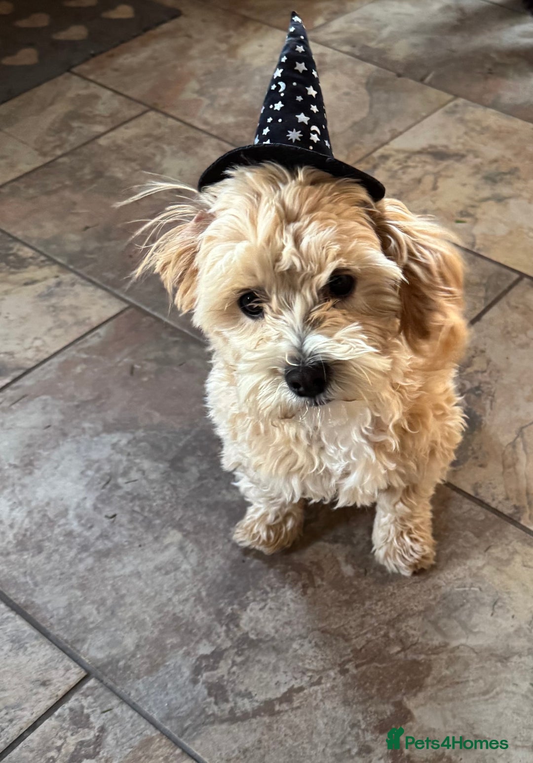 Maltipoo dogs for sale: Maltipoo Puppy Needs a New Home - Advert 2