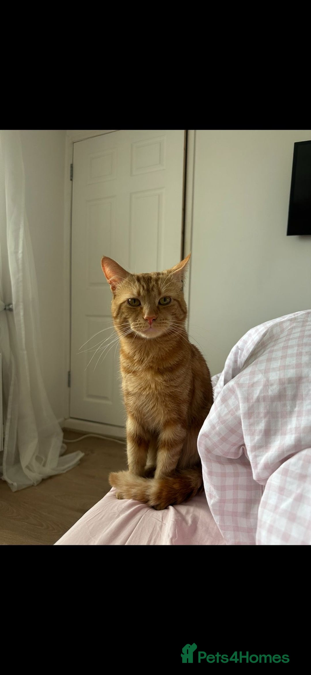 Mixed Breed cats for sale: 21 Month old Ginger Tabby Cat  - Advert 2