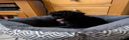 Toy Poodle dogs for sale: Toy poodle girls KC , fully vac 12 weeks old  - Advert 15