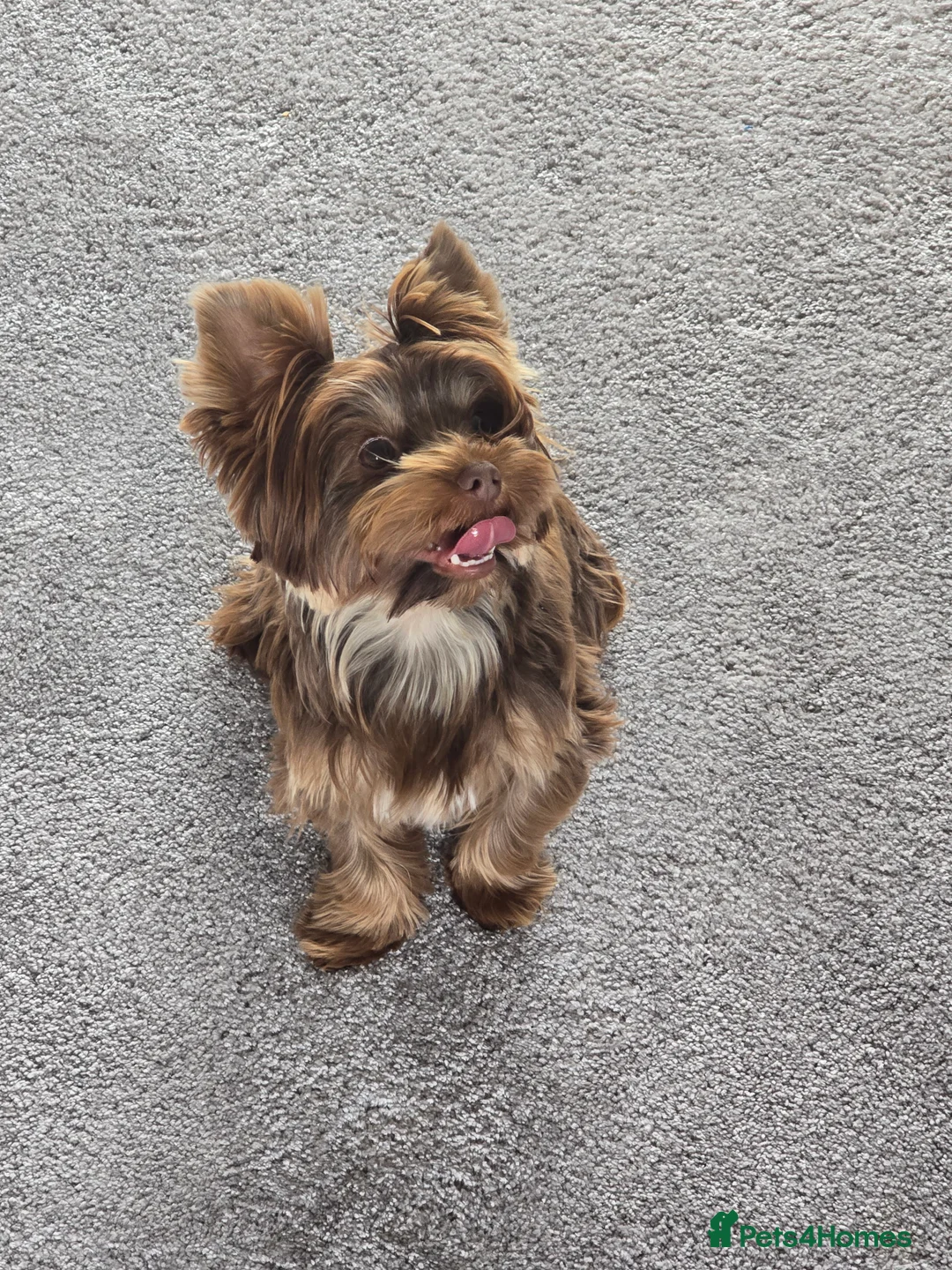 Yorkshire Terrier dogs for sale: Miniture yorkies ( sold only as a pair) - Advert 4