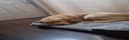 Labrador Retriever dogs for stud: Labrador Leo  - Advert 4