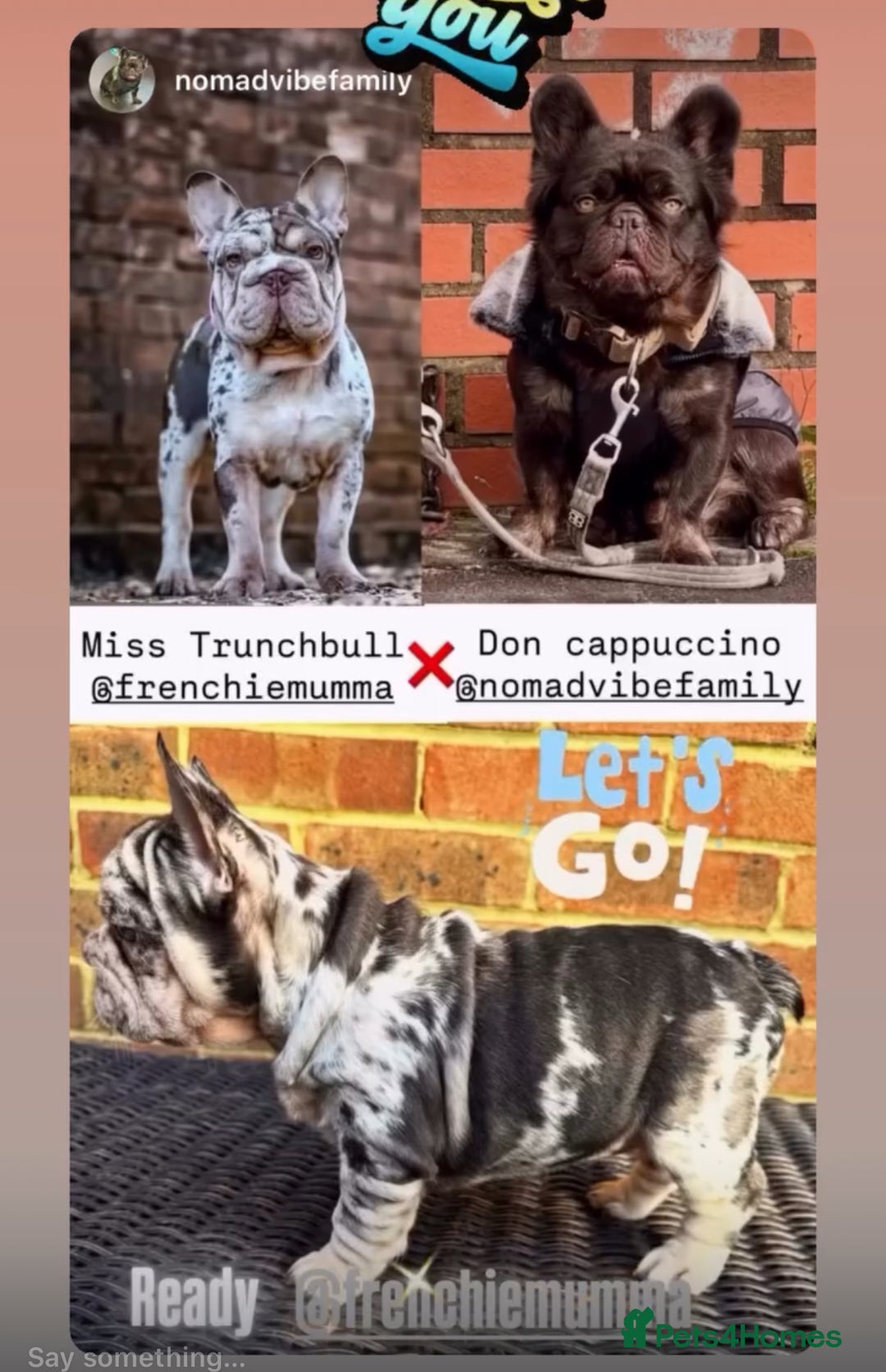 French Bulldog dogs for sale: Beautiful well bred, amazing temperament puppies - Advert 1