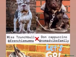 French Bulldog dogs Beautiful well bred, amazing temperament puppies - Advert 5