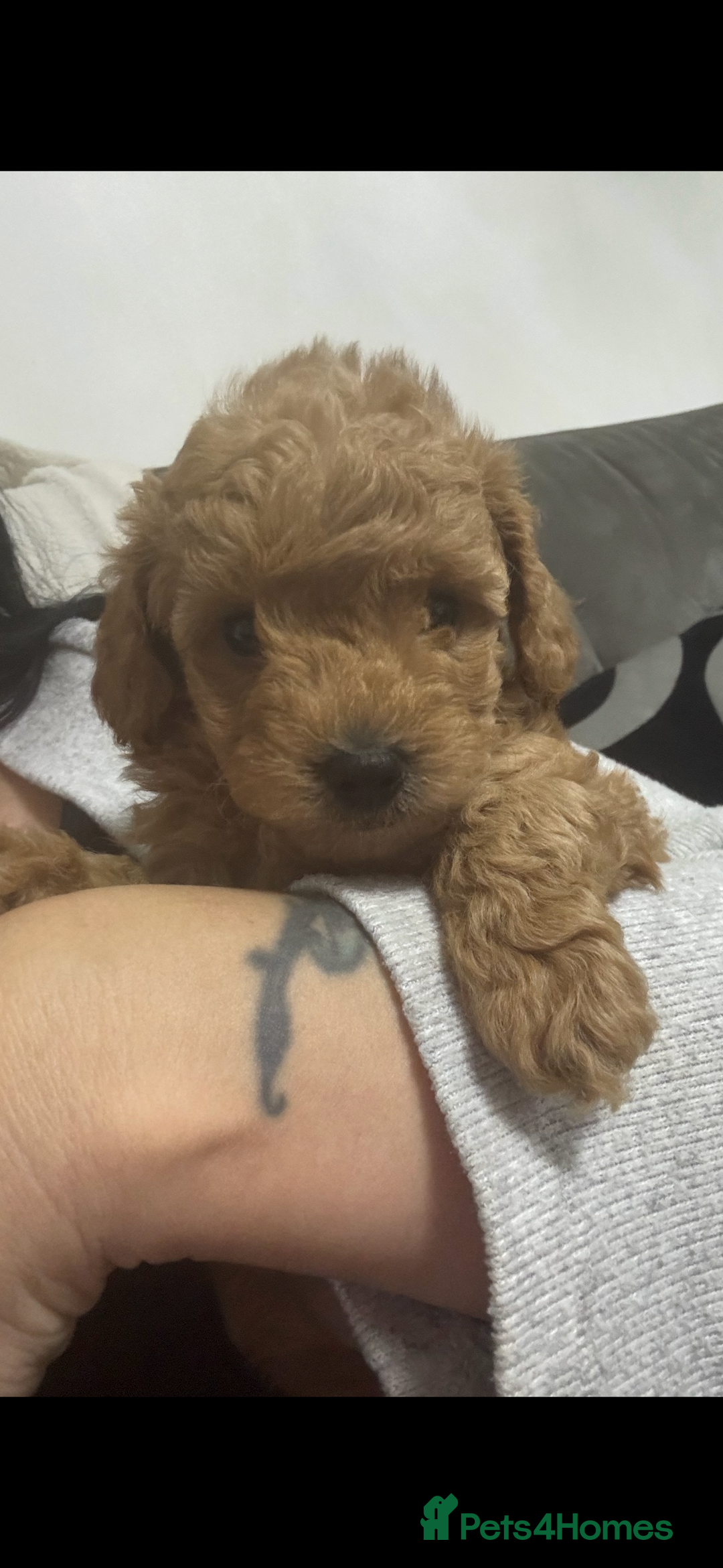 Toy Poodle dogs for sale: Stunning toy poodles  - Image 24