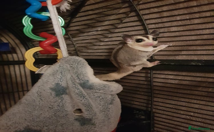 Sugar Glider rodents - Advert 5