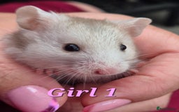 Hamster rodents for sale: Hamsters available - Image 10