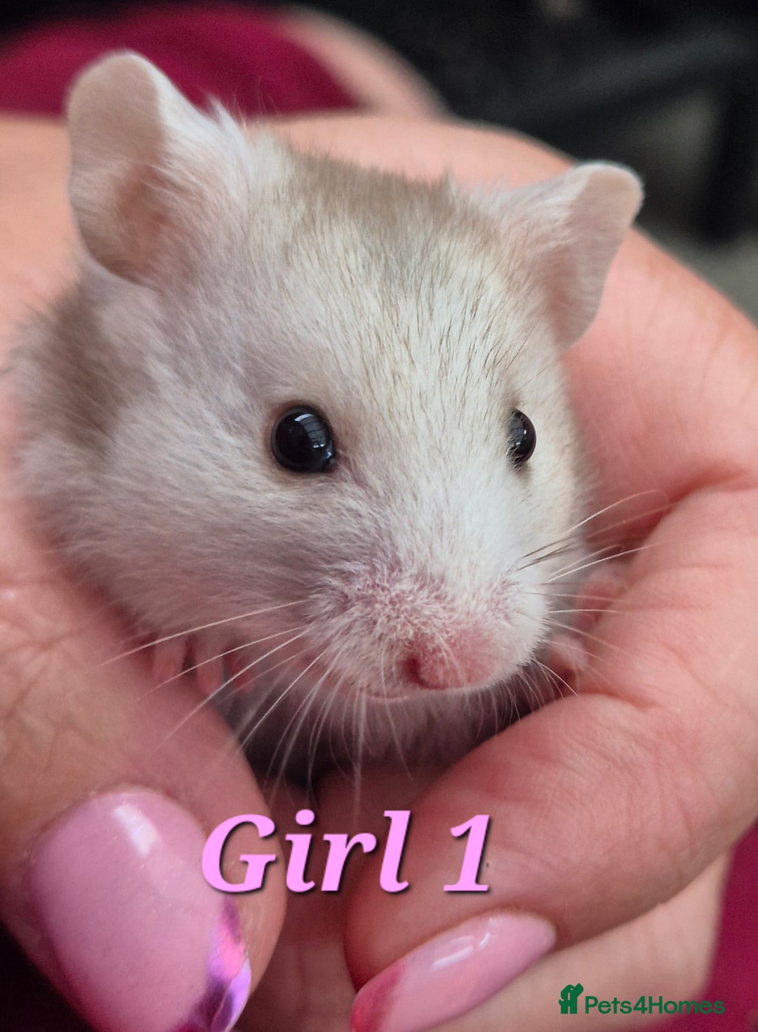 Hamster rodents for sale: Hamsters available - Image 10