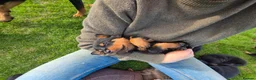 Rottweiler dogs for sale: Stunning Rottweilers - Advert 4