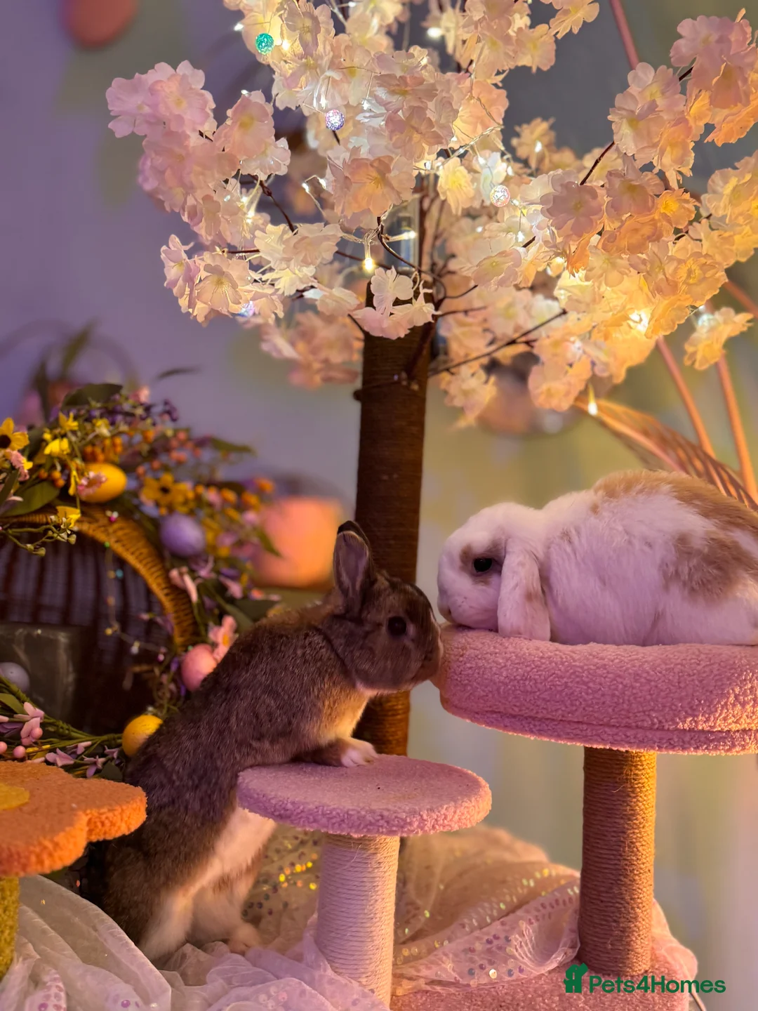 Netherland Dwarf rabbits for sale: Urgent rehoming. Young Netherland dwarf+ mini lop - Advert 36