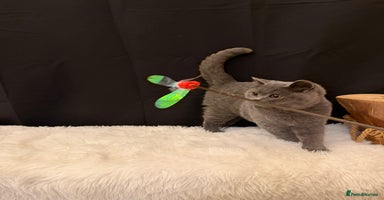 British Shorthair cats - Advert 9