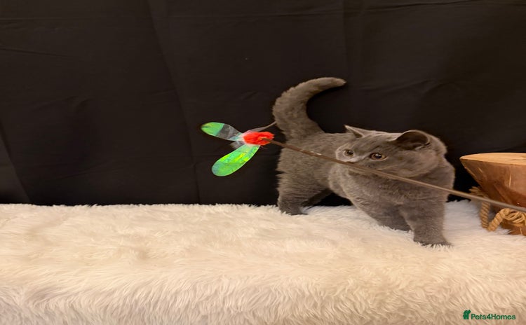 British Shorthair cats - Advert 2