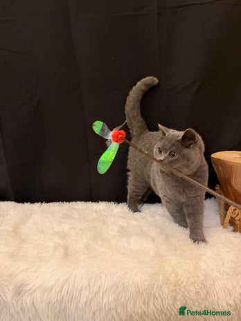 British Shorthair cats - Advert 6