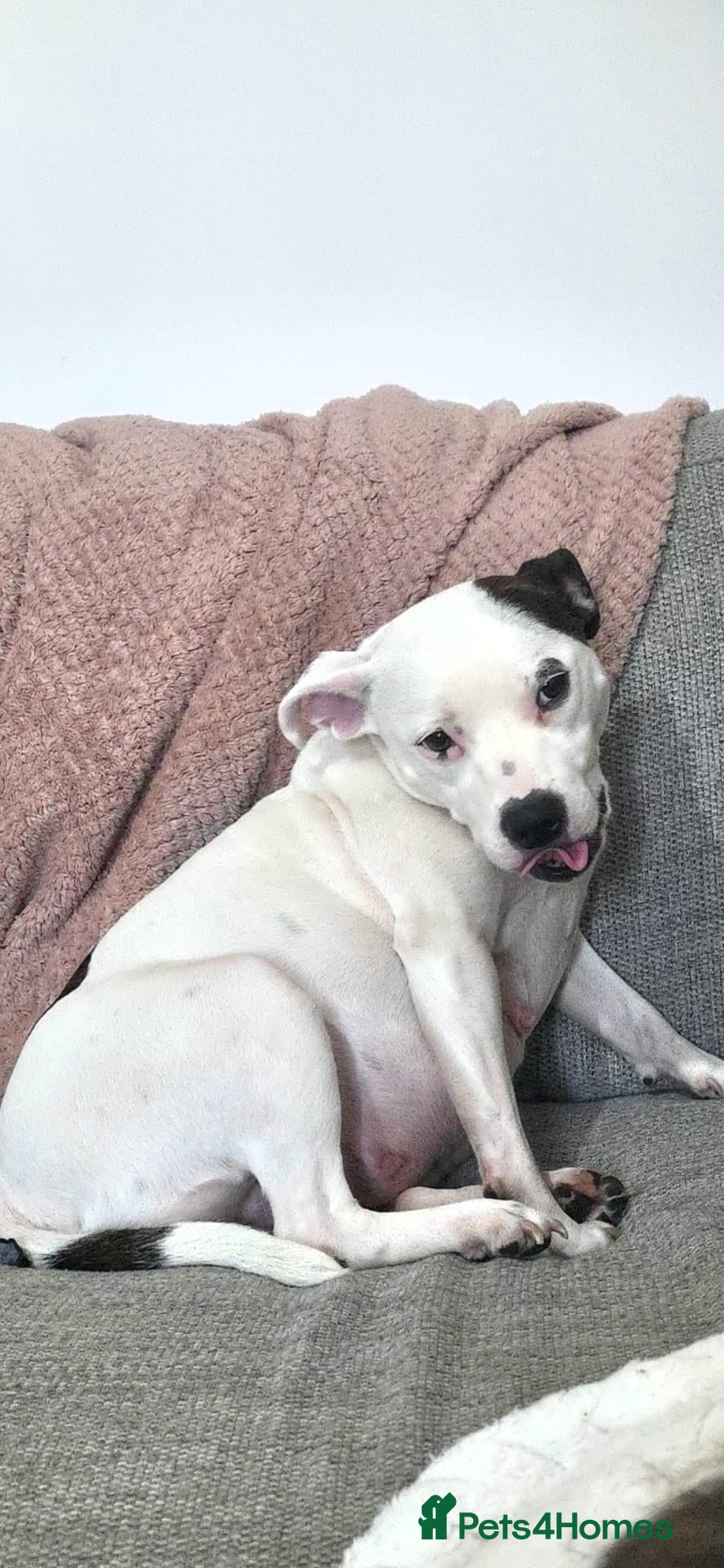 Staffordshire Bull Terrier dogs 1 male staffy puppy left - Advert 1