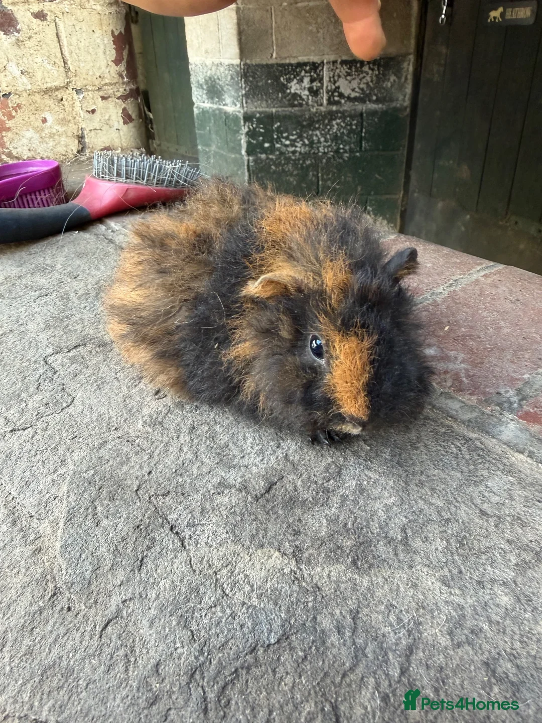Guinea Pig rodents for sale: Gorgeous colourful guinea pigs - Advert 8