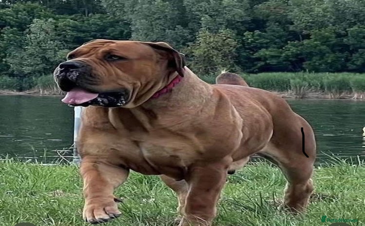 Boerboel dogs Rare opportunity to own first class Boerboel  - Advert 1