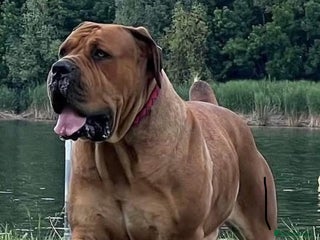Boerboel dogs Rare opportunity to own first class Boerboel - Advert 2
