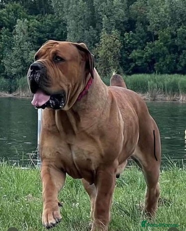 Boerboel dogs Rare opportunity to own first class Boerboel - Advert 1