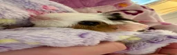 Guinea Pig rodents for sale: 2 Guinea pig sows  in Spalding - Advert 3