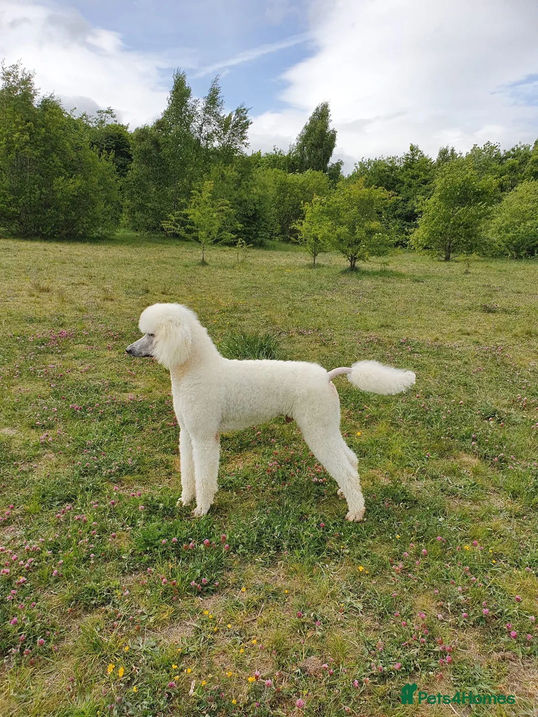 Standard Poodle dogs for stud: KC Registered standard poodle stud - Advert 5