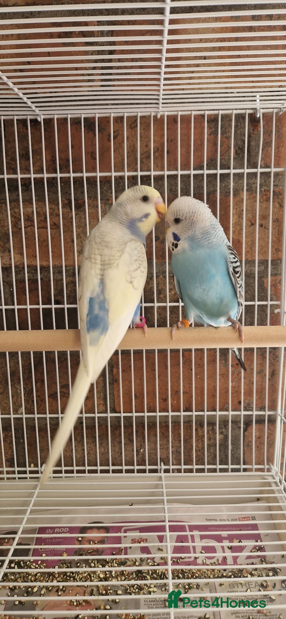 Budgerigars birds Baby budgies - Only 2 left. - Advert 4