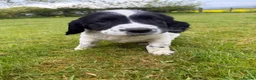 English Springer Spaniel dogs for sale: SPRINGER SPANIEL PUPPIES - Advert 5