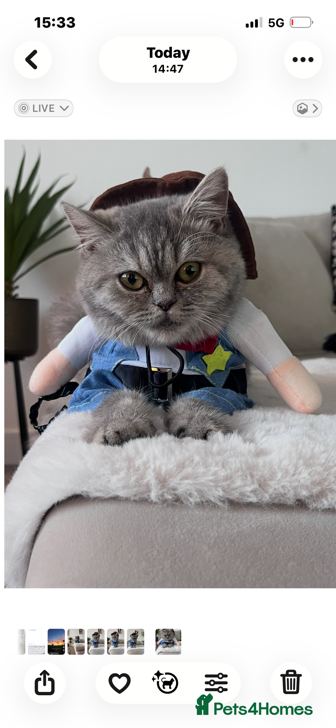 Exotic cats for sale: Dora  - Advert 5